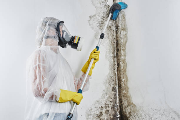 Best Commercial Mold Remediation in Aurora, NE