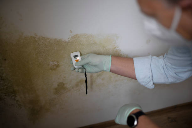 Best HVAC Mold Remediation in Aurora, NE