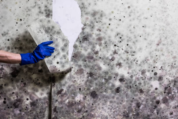 Best Emergency Mold Remediation in Aurora, NE