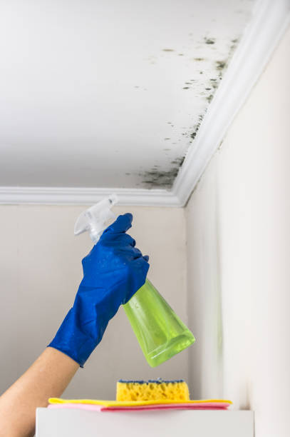 Best Emergency Mold Remediation in Aurora, NE