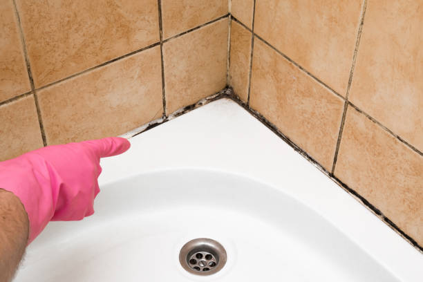 Best Basement Mold Remediation in Aurora, NE